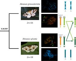 Attēlu rezultāti vaicājumam “Abraxas grossulariata”