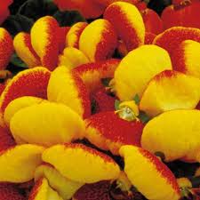 Image result for Calceolaria