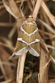 Attēlu rezultāti vaicājumam “Deltote bankiana”