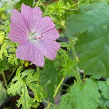 Attēlu rezultāti vaicājumam “Malva moschata leaf”