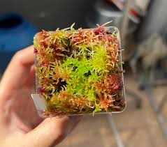 Attēlu rezultāti vaicājumam “Sphagnum capillifolium”