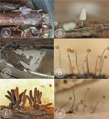 Attēlu rezultāti vaicājumam “Clastoderma debaryanum”