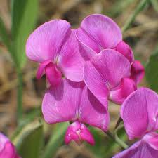 Attēlu rezultāti vaicājumam “Lathyrus latifolius fruit”
