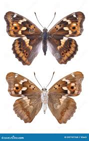 Attēlu rezultāti vaicājumam “Apatura ilia”