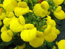 Image result for Calceolaria integrifolia