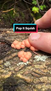 Attēlu rezultāti vaicājumam “Lycogala irregulare macro”