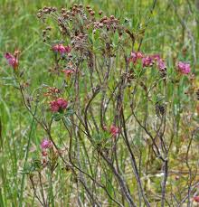 Attēlu rezultāti vaicājumam “Veronica serpyllifolia”