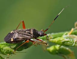Attēlu rezultāti vaicājumam “Closterotomus biclavatus imago”
