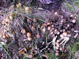Attēlu rezultāti vaicājumam “Coprinus sp.”