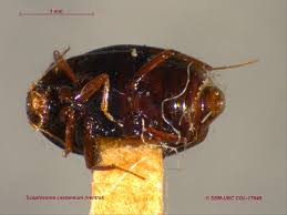 Attēlu rezultāti vaicājumam “Scaphisoma sp.”