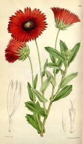 Image result for Gaillardia amblyodon