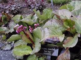 Attēlu rezultāti vaicājumam “Bergenia crassifolia”
