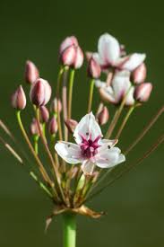 Attēlu rezultāti vaicājumam “Butomaceae”