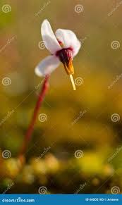 Attēlu rezultāti vaicājumam “Oxycoccus flower”