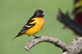 Image result for Icterus galbula