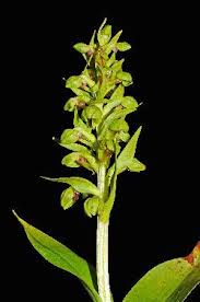 Attēlu rezultāti vaicājumam “Coeloglossum viride leaf”