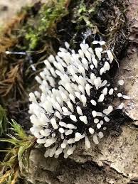 Attēlu rezultāti vaicājumam “Stemonitidaceae”