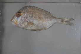 Image result for Calamus nodosus