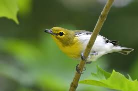 Image result for Vireo flavifrons