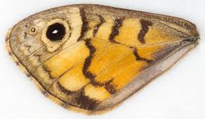 Attēlu rezultāti vaicājumam “Lasiommata megera underside”