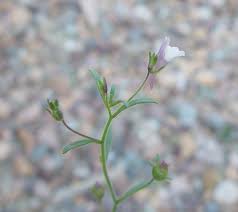 Attēlu rezultāti vaicājumam “Microrrhinum minus”