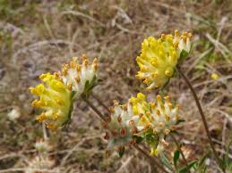 Attēlu rezultāti vaicājumam “Anthyllis vulneraria”