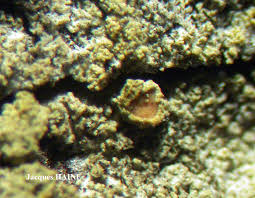 Attēlu rezultāti vaicājumam “Lecanora conizaeoides”