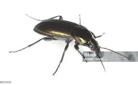 Attēlu rezultāti vaicājumam “Poecilus versicolor”