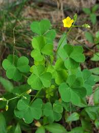 Attēlu rezultāti vaicājumam “Oxalidaceae”