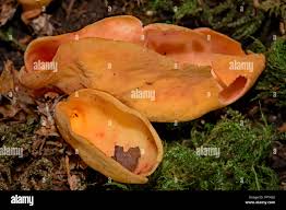 Attēlu rezultāti vaicājumam “Otidea onotica”