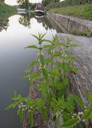 Attēlu rezultāti vaicājumam “Lycopus europaeus”