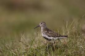 Attēlu rezultāti vaicājumam “Calidris alpina adult”