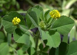 Attēlu rezultāti vaicājumam “Medicago lupulina”