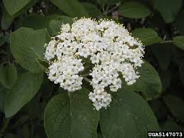 Attēlu rezultāti vaicājumam “Viburnum lantana”