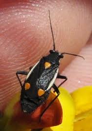 Attēlu rezultāti vaicājumam “Capsodes gothicus”