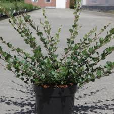 Attēlu rezultāti vaicājumam “Betula nana”