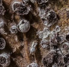 Attēlu rezultāti vaicājumam “Physarum cinereum macro”