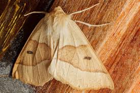 Attēlu rezultāti vaicājumam “Crocallis elinguaria”