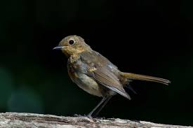 Attēlu rezultāti vaicājumam “Erithacus rubecula juvenile”