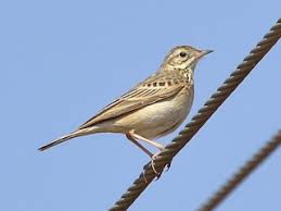 Image result for Anthus godlewskii