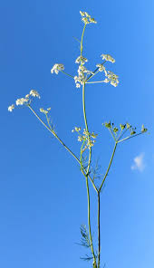 Attēlu rezultāti vaicājumam “Carum carvi flower”