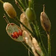 Attēlu rezultāti vaicājumam “Berteroa incana fruit”