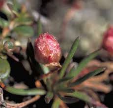 Attēlu rezultāti vaicājumam “Armeria vulgaris bud”
