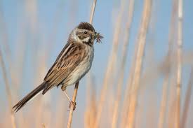 Attēlu rezultāti vaicājumam “Emberiza schoeniclus eggs”