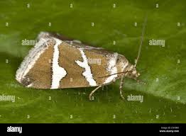 Attēlu rezultāti vaicājumam “Deltote bankiana”