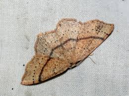 Attēlu rezultāti vaicājumam “Cyclophora punctaria”