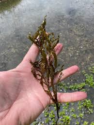 Attēlu rezultāti vaicājumam “Potamogeton compressus”