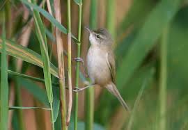 Image result for Acrocephalus agricola