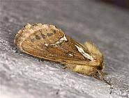 Attēlu rezultāti vaicājumam “Hepialus lupulinus”