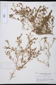 Attēlu rezultāti vaicājumam “Spergularia marina leaf”